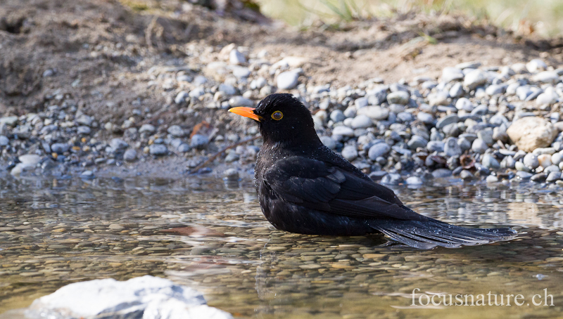 Merle noir 1043.jpg - Merle noirTurdus merulaCommon Blackbird (Ermitage, Genève, Suisse, mars 2012)
